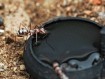 Cataglyphis bombycina : La Fourmi Argentée du Sahara 🐜 | Antandpod
