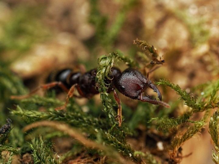 Amblyopone australis : La Fourmi Dracula d'Australie 🐜 | Antandpod