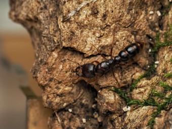 Amblyopone australis : La Fourmi Dracula d'Australie 🐜 | Antandpod