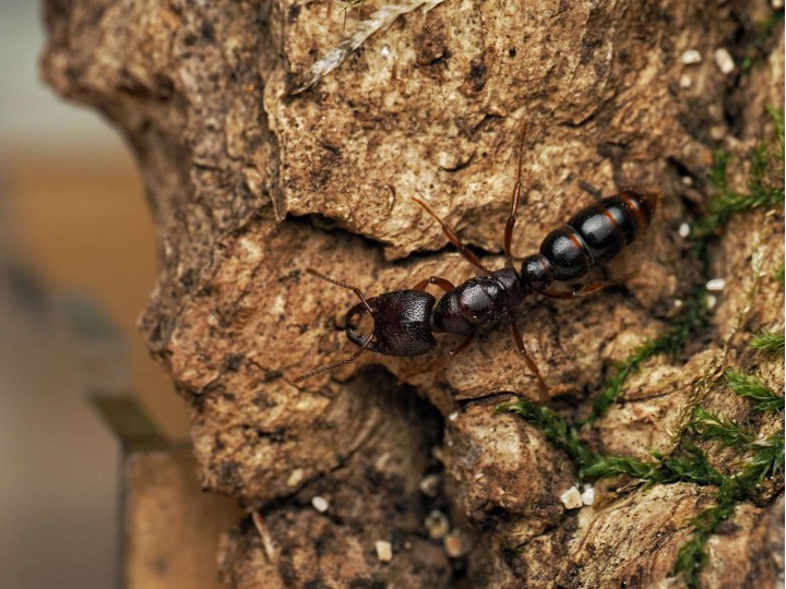 Amblyopone australis : La Fourmi Dracula d'Australie 🐜 | Antandpod