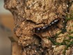 Amblyopone australis : La Fourmi Dracula d'Australie 🐜 | Antandpod