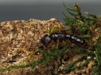 Acheter Reine Amblyopone australis (Fondation)