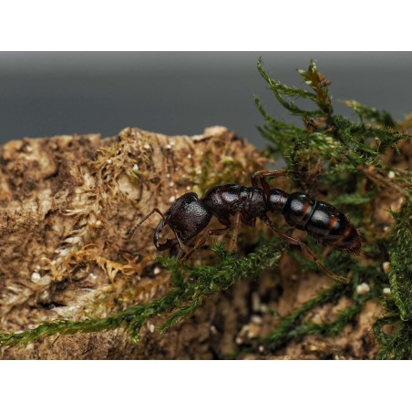 Acheter Reine Amblyopone australis (Fondation)