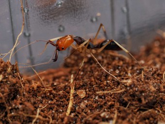 Colonie d'Odontomachus banksi : Vente de Fourmis Exotiques