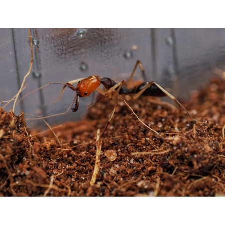 Colonie d'Odontomachus banksi : Vente de Fourmis Exotiques
