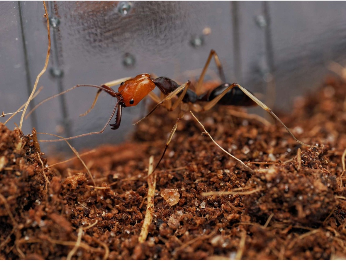 Colonie d'Odontomachus banksi : Vente de Fourmis Exotiques