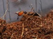 Colonie d'Odontomachus banksi : Vente de Fourmis Exotiques