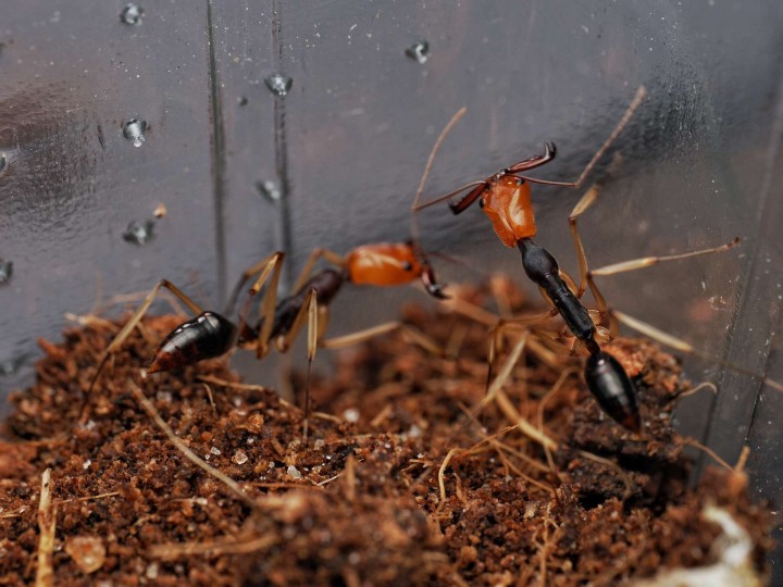 Odontomachus banksi : La Fourmi à Mâchoires-Pièges 🐜 | Antandpod