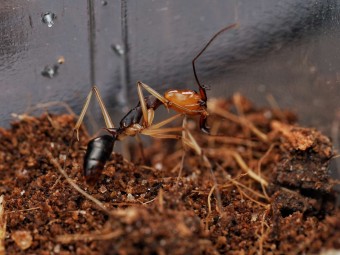 Odontomachus banksi : La Fourmi à Mâchoires-Pièges 🐜 | Antandpod