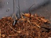 Odontomachus banksi : La Fourmi à Mâchoires-Pièges 🐜 | Antandpod