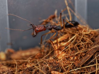 Odontomachus infandus : La Fourmi à Mâchoires-Pièges d'Asie 🐜 | Antandpod