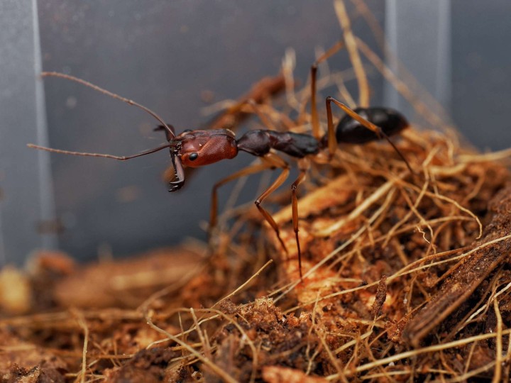 Odontomachus infandus : La Fourmi à Mâchoires-Pièges d'Asie 🐜 | Antandpod