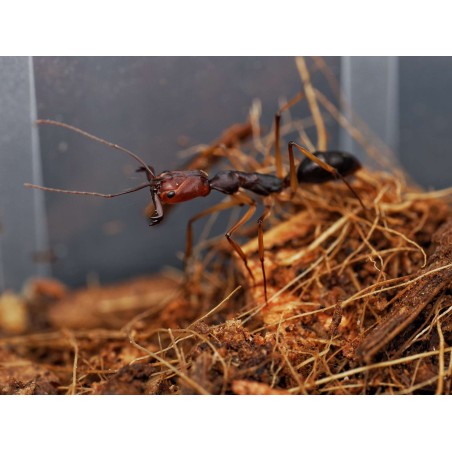 Odontomachus infandus : La Fourmi à Mâchoires-Pièges d'Asie 🐜 | Antandpod