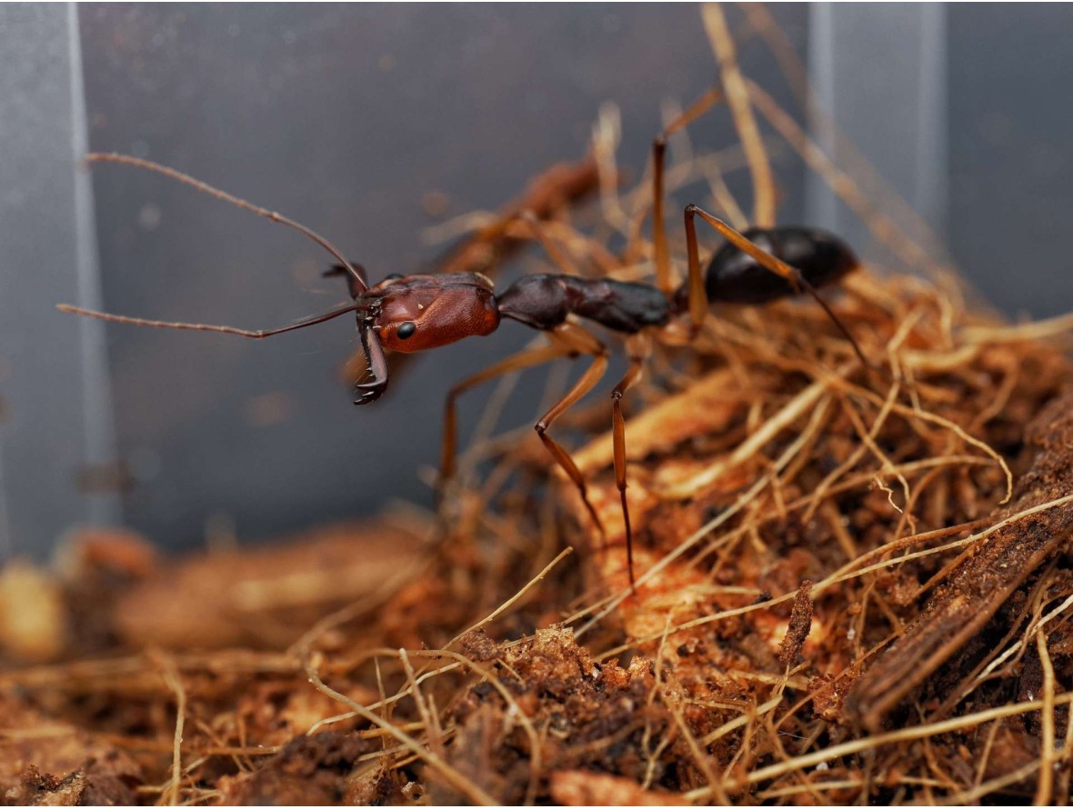 Odontomachus infandus : La Fourmi à Mâchoires-Pièges d'Asie 🐜 | Antandpod