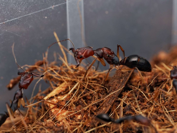 Acheter Odontomachus infandus (Trap-jaw) | [Boutique]