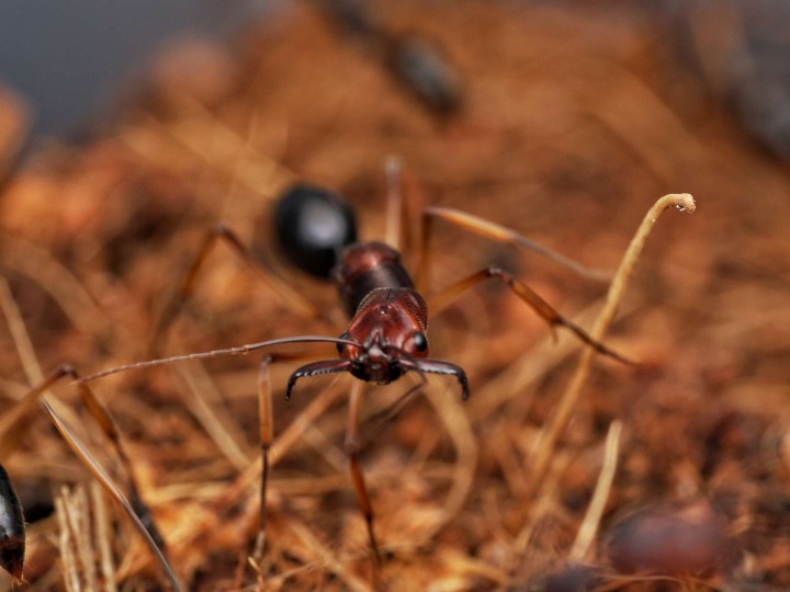 Odontomachus infandus : La Fourmi à Mâchoires-Pièges d'Asie 🐜 | Antandpod