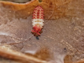 Acheter Souche Neanuridae sp. KFC (Collemboles)