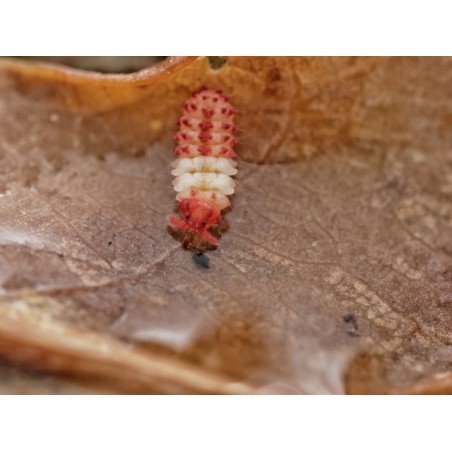 Acheter Souche Neanuridae sp. KFC (Collemboles)