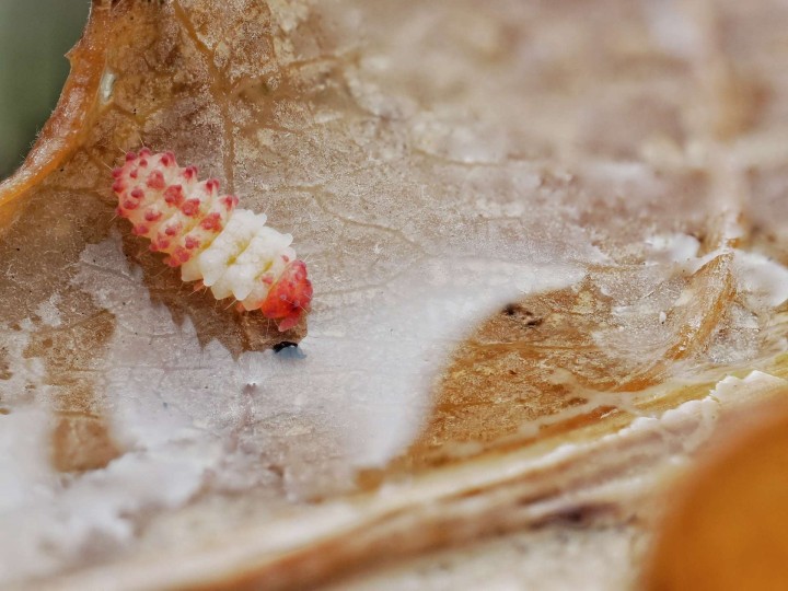 Collembole Neanuridae sp. "KFC" (Popberry) : Le Bijou Rose 🌸 | Antandpod