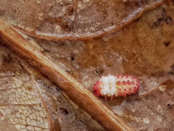 Collembole Neanuridae sp. "KFC" (Popberry) : Le Bijou Rose 🌸 | Antandpod