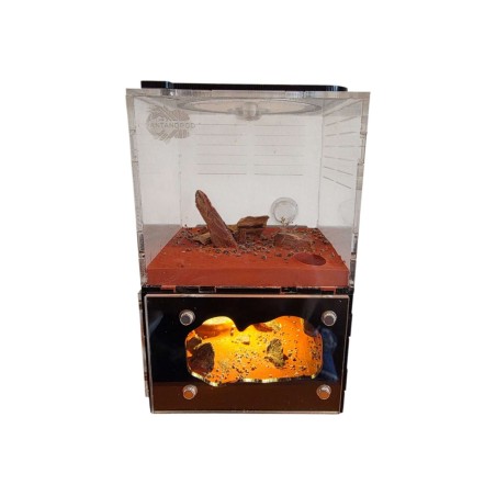 Acheter Nid Lumineux "Pot de Miel" (Fourmis)