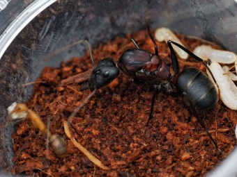 Acheter Reine Camponotus angusticollis (Fondation)