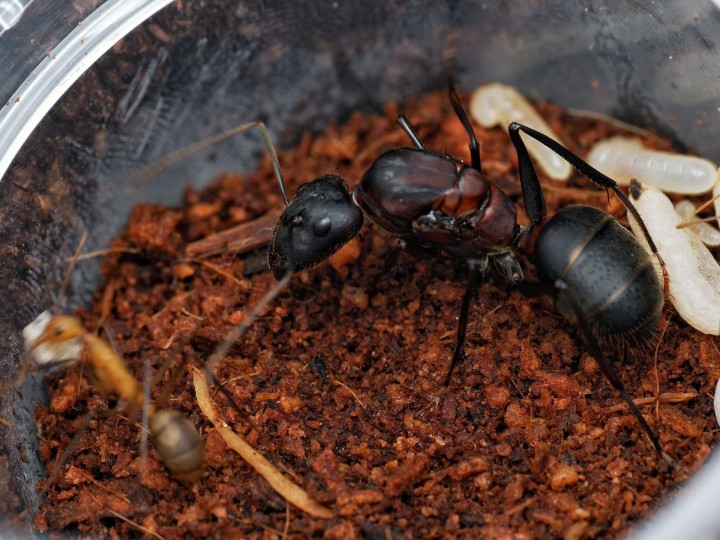 Acheter Reine Camponotus angusticollis (Fondation)
