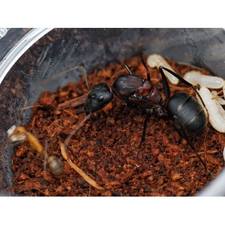 Acheter Reine Camponotus angusticollis (Fondation)