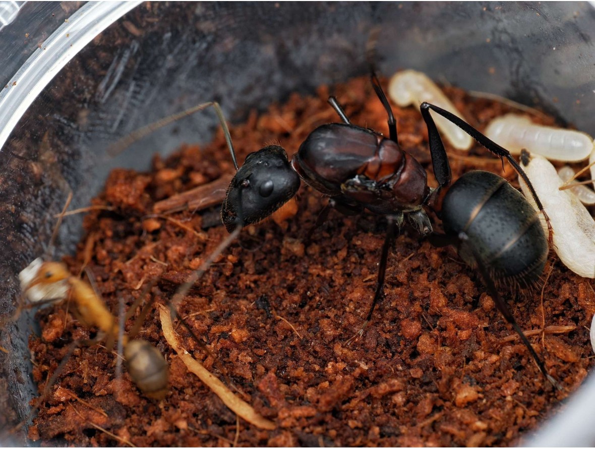 Acheter Reine Camponotus angusticollis (Fondation)