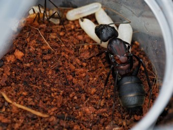 Camponotus angusticollis : La Géante d'Asie 🐜 | Antandpod