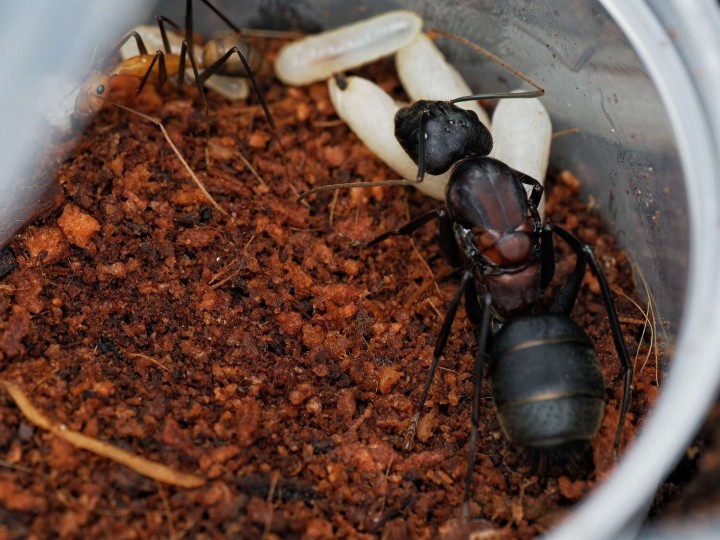 Camponotus angusticollis : La Géante d'Asie 🐜 | Antandpod