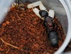 Camponotus angusticollis : La Géante d'Asie 🐜 | Antandpod