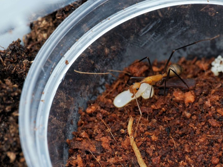 Camponotus angusticollis : La Géante d'Asie 🐜 | Antandpod