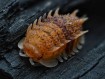 Pseudarmadillo spinosus : L'Isopode Épineux 🦖 | Antandpod