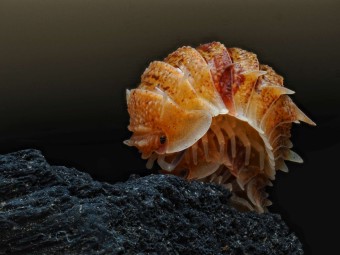Acheter Pseudarmadillo spinosus (Isopode Rare)