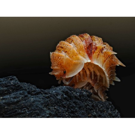 Acheter Pseudarmadillo spinosus (Isopode Rare)