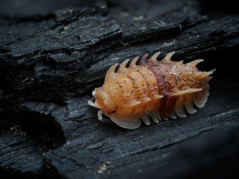 Pseudarmadillo spinosus : L'Isopode Épineux 🦖 | Antandpod