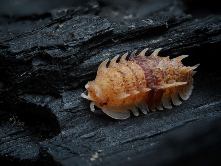 Pseudarmadillo spinosus : L'Isopode Épineux 🦖 | Antandpod