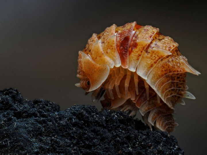 Pseudarmadillo spinosus : L'Isopode Épineux 🦖 | Antandpod