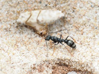 Fiche élevage Myrmecia urens : La petite Bulldog Ant d'Australie.