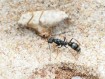 Fiche élevage Myrmecia urens : La petite Bulldog Ant d'Australie.