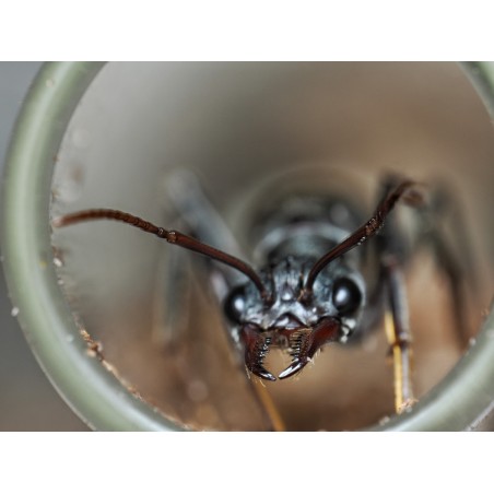 Fiche élevage Myrmecia pyriformis : La Bull Ant géante d'Australie.