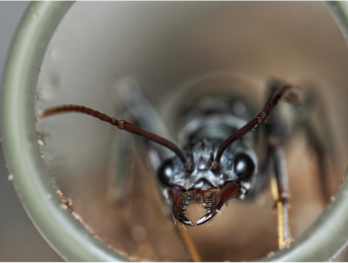 Fiche élevage Myrmecia pyriformis : La Bull Ant géante d'Australie.