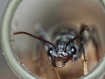 Fiche élevage Myrmecia pyriformis : La Bull Ant géante d'Australie.