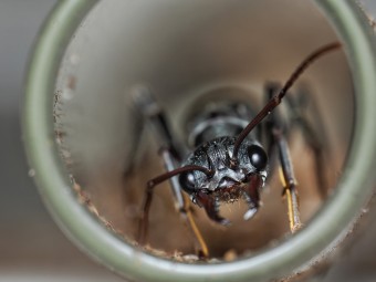 Fiche élevage Myrmecia pyriformis : La Bull Ant géante d'Australie.