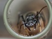 Fiche élevage Myrmecia pyriformis : La Bull Ant géante d'Australie.