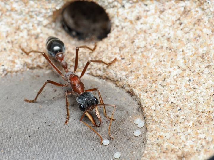 Élevage Myrmecia nigriceps : Guide expert (Fourmi à tête noire).