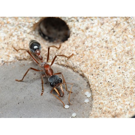 Élevage Myrmecia nigriceps : Guide expert (Fourmi à tête noire).