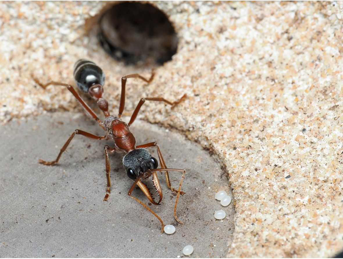 Élevage Myrmecia nigriceps : Guide expert (Fourmi à tête noire).