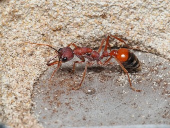 Élevage Myrmecia nigriscapa : Guide de la Fourmi Bouledogue Géante.